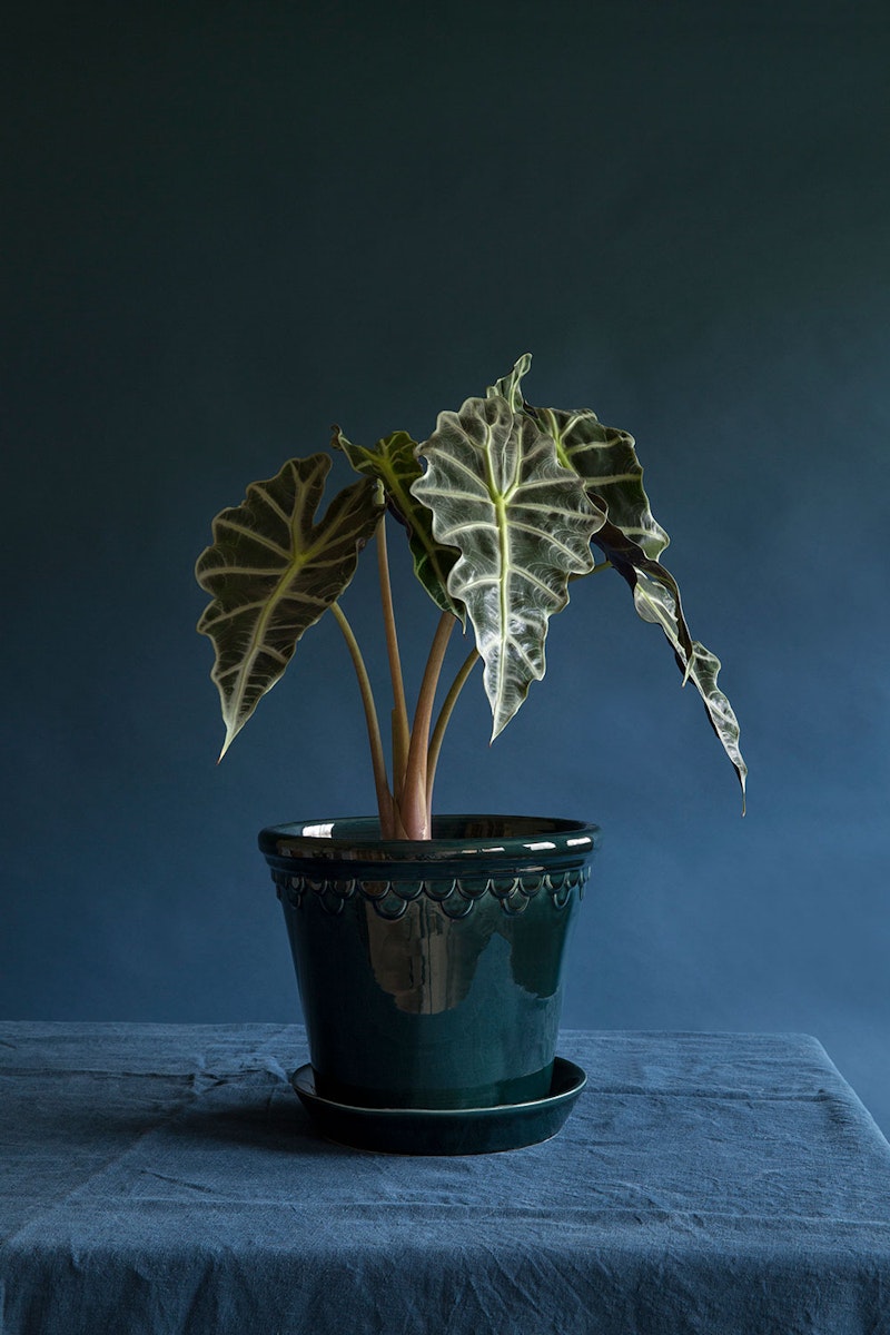 Copenhagen Pot Blue, Ø12 cm from Bergs Potter | RoyalDesign