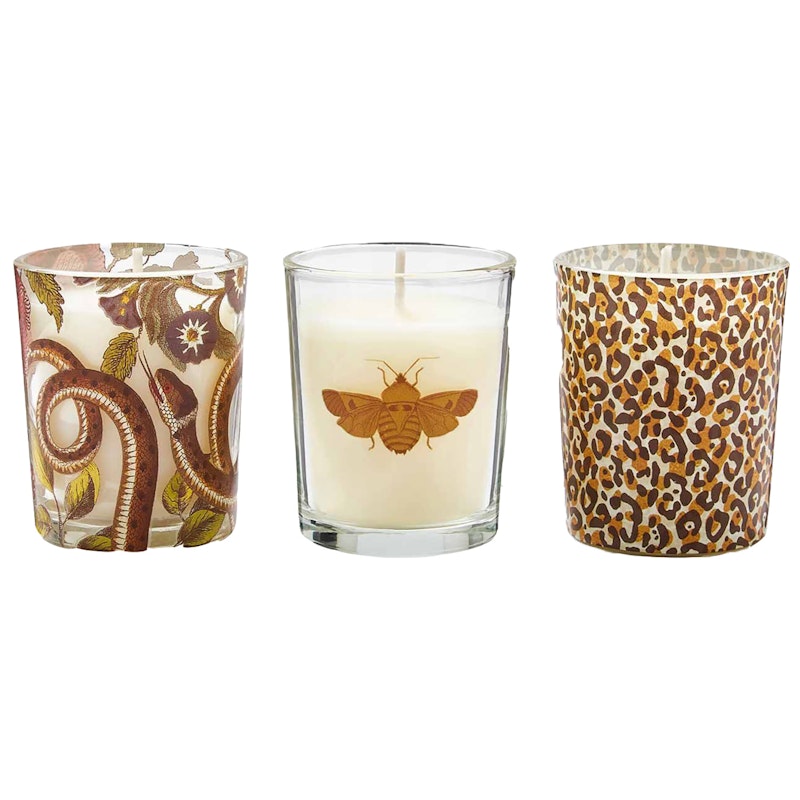 Creatures of Curiosity Scented Candle, 3-pack